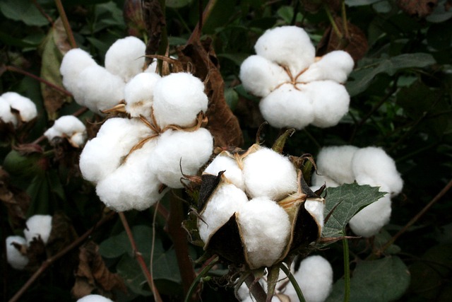 全球及中国棉花加工细分市场调研报告 2019-2029
