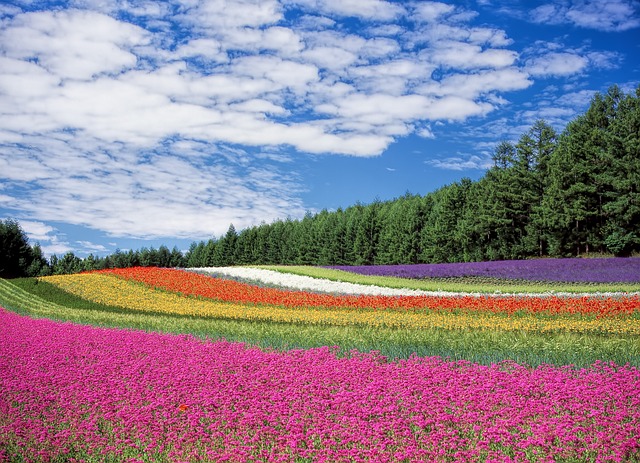 中国花卉市场调研