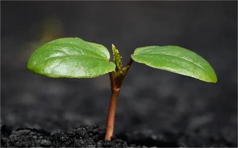 中国植物生长调节剂市场调查报告：2022年市场规模达到42亿元
