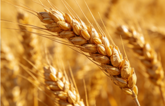 &nbsp;全球小麦行业市场现状与市场未来发展趋势预测分析